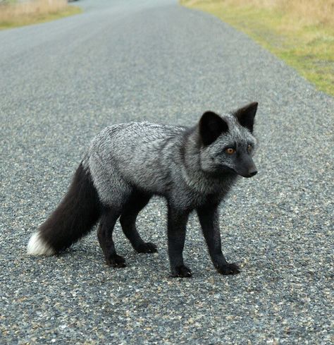 Lost Highway by Matt Knoth.    Silver Fox Fuchs Baby, Albino Animals, Fox Pictures, Pet Fox, Rare Animals, Pretty Animals, Wild Dogs, Silver Fox, White Fox