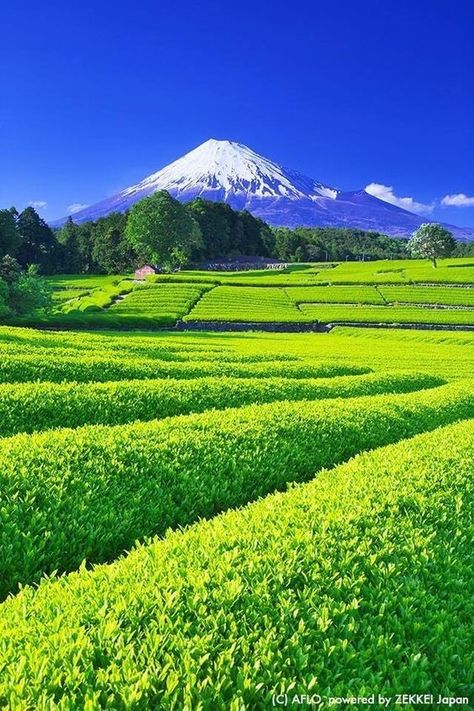 Photo Zen, Monte Fuji, Green Field, Beautiful Landscape Wallpaper, Beautiful Places Nature, Beautiful Photos Of Nature, Beautiful Nature Wallpaper, Green Nature, Beautiful Scenery Nature