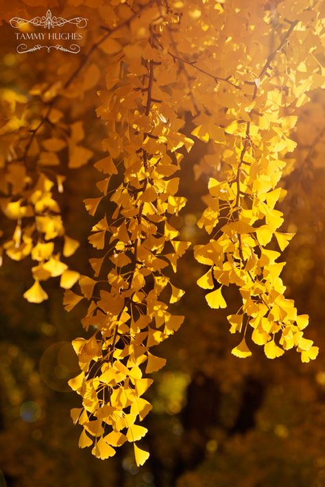 Ginkgo tree Ginkgo Tree, Belle Nature, Golden Leaves, Autumn Beauty, Yellow Aesthetic, Yellow Leaves, Lombok, Mellow Yellow, Shades Of Yellow