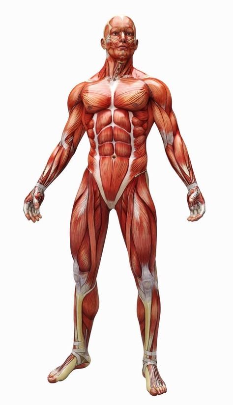 Body Muscle Anatomy, Human Muscle Anatomy, Human Anatomy Reference, Stand Up Straight, Shoulder Stand, Man Anatomy, Anatomy Sculpture, Anatomy Models, Kettlebell Training