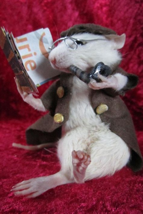 Taxidermy Rat, Funny Taxidermy, Pics Of Animals, Funny Rats, Taxidermy Art, Fluffy Cows, Cute Small Animals, Cute Rats, Crazy Funny Pictures