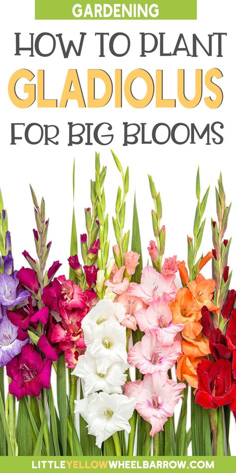 How To Care For Gladiolus, When To Dig Up Gladiolus Bulbs, Gladiolus Bulbs How To Plant, When To Plant Gladiolus Bulbs, Growing Gladiolus Bulbs, How To Store Gladiola Bulbs, Gladiolus Garden Design, How To Plant Gladiolus Bulbs, Planting Gladiolus Bulbs