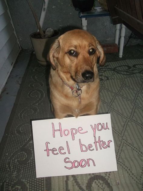 Puppy-get well soon! Hope You Get Better Soon, Hope You Get Well Soon, Are You Feeling Better, Hope You Feel Better Soon, Get Well Soon Meme, Feel Better Soon Funny, Feel Better Meme, Get Well Meme, Dog Pfps