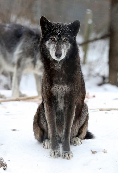 Hourly Wolves on Twitter: "HourlyWolves presents: https://t.co/0H4g5tN1Qp" / Twitter Wolf Sitting, Wolf Sanctuary, Wolf Poses, Baby Wolves, Hunting Baby, Coyote Hunting, The Creeper, Wolf Love, Red Wolf