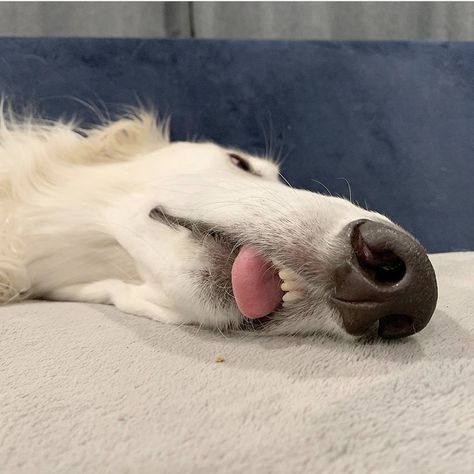 Borzoi Dog, Goofy Dog, About Dogs, Silly Things, Silly Dogs, Laugh Out Loud, Silly Animals, The Dogs, Animal Planet