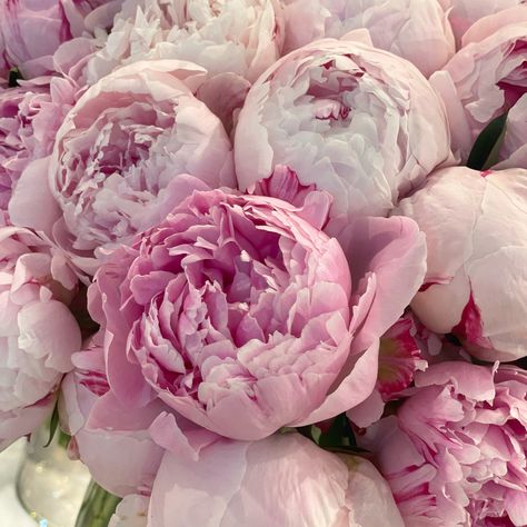 Flowers Peony, Flower Identification, Garden Area, Nothing But Flowers, Flower Therapy, Peonies Bouquet, Month Flowers, Luxury Flowers, Peony Flower