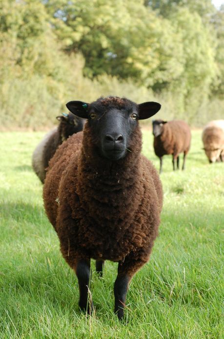 Baa Baa Black Sheep, Counting Sheep, Sheep And Lamb, Black Sheep, Pics Art, Beautiful Creatures, Animals Beautiful, Farm Animals, Pet Birds