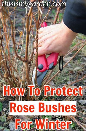 Trim Rose Bushes, When To Prune Roses, Roses Bush, Roses Garden Care, Rose Bush Care, Rose Plant Care, Pruning Roses, Tattoo Plant, Rose Cuttings