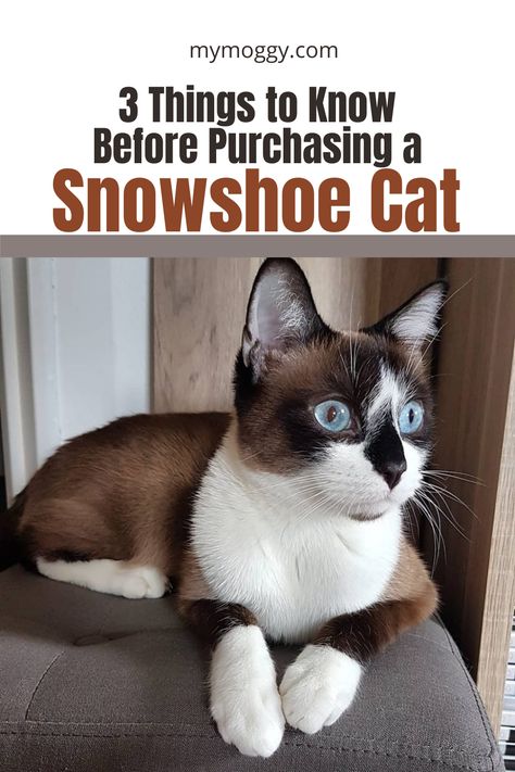 Snow Shoe Cat, Cat Breeds Siamese, Snowshoe Siamese, Snowshoe Cat, Country Woman, Burmese Cat, Fluffy Kittens, Kitty Stuff, Kinds Of Cats