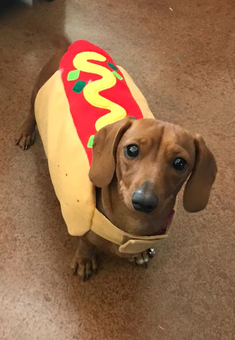 Weenie Dogs Funny, Hot Dog Dog, Winnie Dogs, Halloween Dogs, Goofy Dog, Dog Jokes, Cute Animals Puppies, Very Cute Dogs, Funny Animal Photos