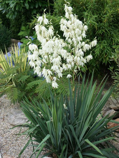 Yucca Filamentosa, Architectural Plants, Drought Resistant Plants, Yucca Plant, Perennial Shrubs, Landscaping With Large Rocks, Rock Garden Landscaping, Drought Tolerant Plants, Desert Plants