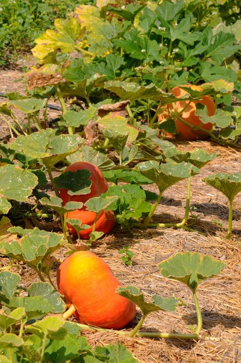 Plant Pumpkins, Pumpkin Plant, Planting Pumpkins, Pumpkin Garden, Pie Pumpkin, Growing Pumpkins, Home Grown Vegetables, Storage Systems, Veg Garden