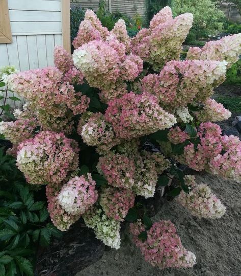 Hydrangea 'Sundae Fraise' Flowers Display, Garden Inspo, Hydrangea Paniculata, Flower Display, Types Of Plants, Growing Plants, Green And White, Hydrangea, Soft Pink