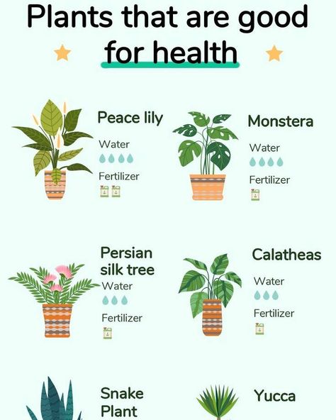 Houseplants That Boost Your Health 🌿 Bringing the outdoors inside with houseplants can improve your health and create a more enjoyable living space. Here are some plants known for their health benefits and easy care: Peace Lily • Benefits: Improves air quality by filtering out harmful toxins. • Watering: Once a week • Fertilizing: Once every two months Monstera • Benefits: Adds humidity to the air and improves air quality. • Watering: Every 1-2 weeks • Fertilizing: Once a month Persian Si... Peace Lily Benefits, Health Boosters, Pinterest Plant, Garden Notes, Persian Silk Tree, Easy Care Houseplants, Zebra Plant, Yucca Plant, Plant Benefits