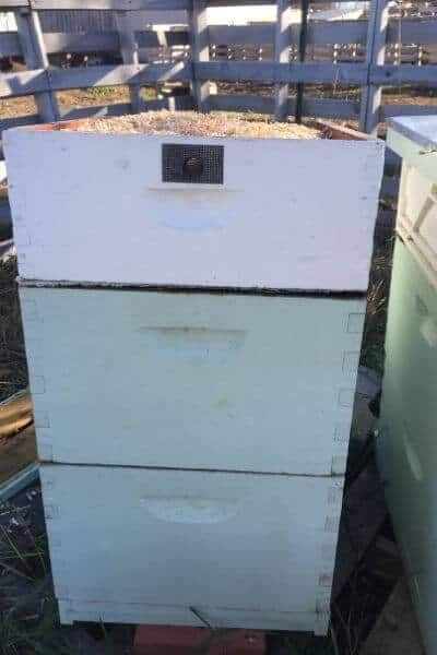 Bees in Winter: Moisture Quilt, Candy Board and Insulation Honey Bees Keeping, Bee Hive Plans, Bee Stuff, Candy Board, Insulation Board, Bee Farm, Bee Movie, Farms Living, Honey Bees