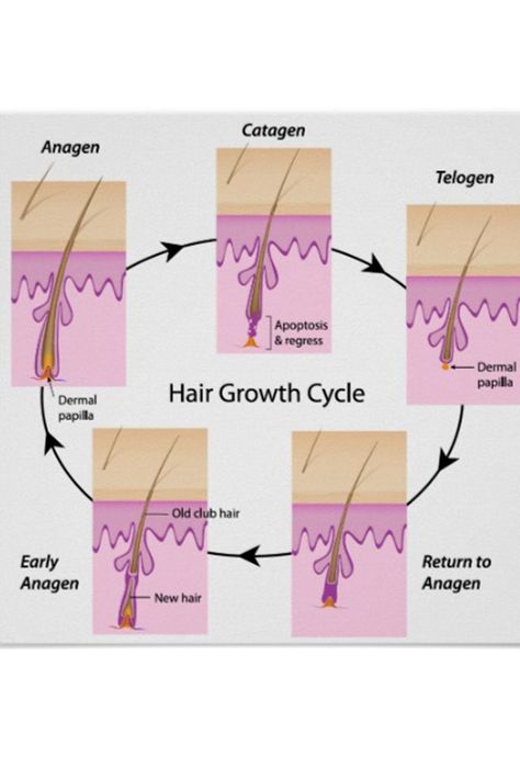 Hair Growth Cycle Hair on the scalp grows at a rate of about 6 inches/ year. At any given time, a random number of hairs will be in various stages of growth and shedding. There are three stages of hair growth: catagen, telogen, and anagen. Anagen phase The anagen phase is known as the growth phase. It begins in the papilla and can last from two to six years. The span at which the hair remains in this stage of growth is determined by genetics. Hair Growth Phases, Hair Growth Cycle Diagram, Esthetician Knowledge, Stages Of Hair Growth, Hair Anatomy, Cosmetology Instructor, Future Cosmetologist, Hair Growth Stages, Hair Growth Rate