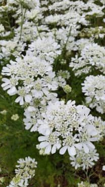 White Finch Laceflower Organic - Fedco Seeds Lace Cap Hydrangea, Seed Starter, Queen Annes Lace, Organic Seeds, Seed Pods, Flower Farm, Types Of Flowers, Types Of Plants, Flower Seeds