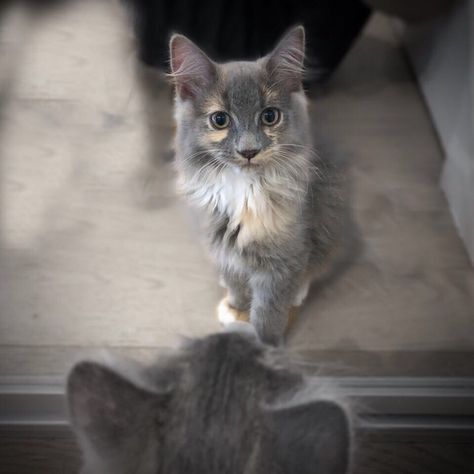 Grey Tortoiseshell Cat, Tortie Cats, Tortoiseshell Cat, Tortoise Shell Cat, Beautiful Cats, Cats And Kittens, Kittens, Kitty, Grey