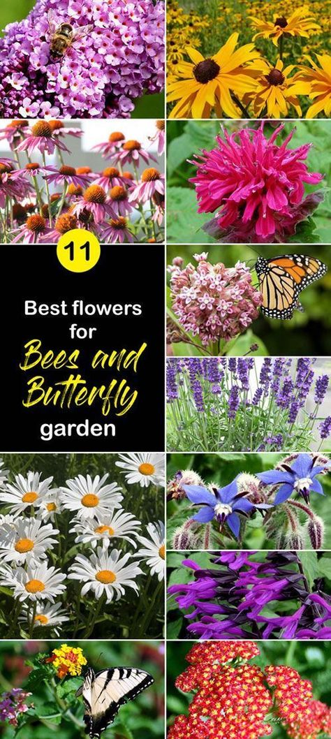 Best Flowers For Bees, Flowers For Bees, Butterfly Garden Plants, Bee Friendly Garden, Garden Insects, Best Flowers, Hummingbird Garden, Bee Garden, Bee Friendly