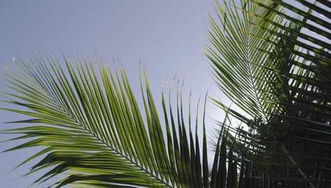 Moving a Palm Tree. Adding a tropical appearance to your landscape, palm trees also shade your sensitive garden plants with their widespread fronds. However, you may need to move your palm tree for aesthetic or functional reasons -- some species grow too large near a structure and need more root spread or canopy ... Queen Palm Tree, Majesty Palm, Enchanted Gardens, X Picture, Tree Pruning, Potted Trees, Shade Structure, Hydroponic Gardening, Tree Roots