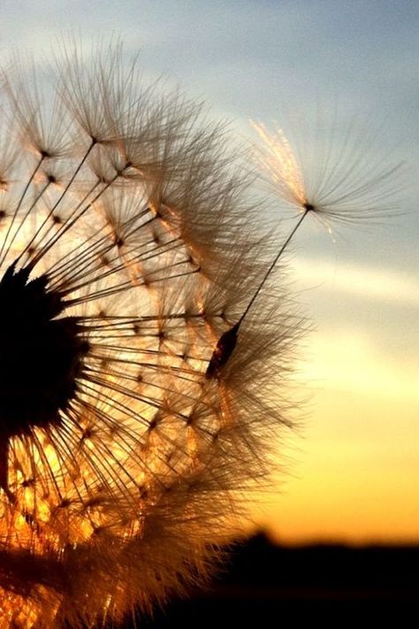 Dried Dandelion, Atmospheric Photo, Dandelion Wall Art, Dandelion Flowers, Scrapbook Printing, Dandelion Wish, Pretty Phone Wallpaper, Lovely Flowers Wallpaper, Dandelion Flower