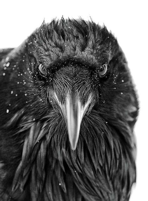 Crow Addict | National Geographic Award Winning photograph of the year🏆📸 | Facebook Crow Photography, Raven Pictures, Quoth The Raven, Raven Bird, Crows And Ravens, Crow Art, Raven Tattoo, Raven Art, Black Birds