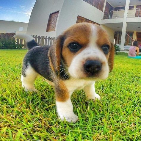 Owner: @sennabeagle Add me on snapchat! - coolnesschris All photos are copyright to their owners! 👉 Follow @beagle_ignba #beagles… | Instagram Baby Beagle, Beagle Funny, Cute Beagles, Best Puppies, Aggressive Dog, Best Dog Breeds, Beagle Puppy, Beagle Dog, Hound Dog