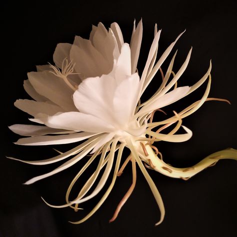 This is Epiphyllum Oxypetalum that the photographer planted. It is also named as "Queen of the night". It rarely blooms, but just if it blooms, it lasts for few short hours at night a year. It smells sweet, fresh and really wonderful. "If we see the miracle of flower, our whole life would change." Taken by Tze Ying, Joyce Chan Queen Of The Night Flower, Epiphyllum Oxypetalum, Night Blooming Flowers, Orchid Cactus, Queen Of The Night, Collection Ideas, Night Flowers, Cactus Flower, Ipa