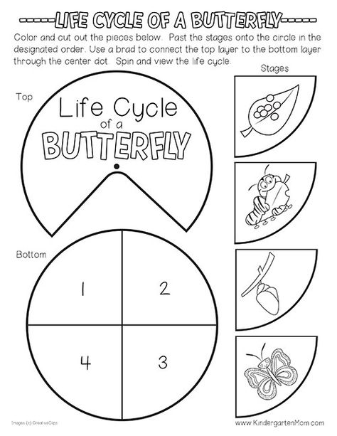 Butterfly Life Cycle Craft Kindergarten, Butterfly Life Cycle Preschool Printable, Butterfly Life Cycle Coloring Page, Butterfly Life Cycle Activity Preschool, Life Cycle Of A Butterfly Kindergarten, Butterfly Cycle Activities, Cycle Of Butterfly Preschool, Butterfly Life Cycle Free Printable, Butterflies Life Cycle