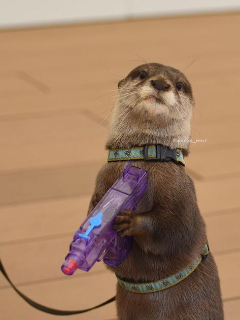 JUST 'CAUSE: party otter carrying a water squirt gun toy. Thank you, @mtambouris <3 Otters Cute, Söpö Kissa, Cute Ferrets, Baby Otters, Tapeta Galaxie, Baby Animals Pictures, Baby Animals Funny, Cute Animal Photos, Cute Creatures