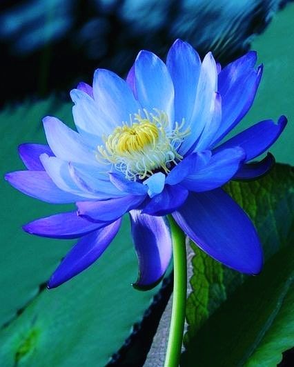 Healing Flowers, Flower Garden Plans, Flower Games, Blossom Garden, Trendy Flowers, Aquatic Plants, Water Lily, Exotic Flowers, Purple Flower