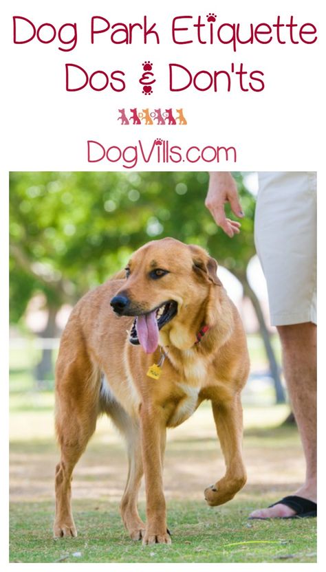 Help for first time visitors: Dog Park Etiquette – The Dos and Don’ts of Park Adventures Dog Park Etiquette, Dog Friendly Vacation, Agility Training For Dogs, Dog Parks, Dog Friendly Hotels, Pregnant Dog, Easiest Dogs To Train, Dogs Training, Pet Tips