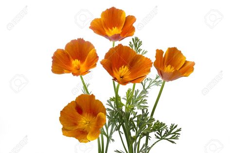 Californian Poppy, Poppy Images, Poppy Photo, Red Anemone, California Poppies, Wild Poppies, Spring Wildflowers, White Poppy, Blue Sky Background