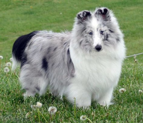 Shetland Sheepdog Blue Merle, Shetland Sheepdog Puppies, Sheltie Dogs, Lil Black, Blue Merle, Shetland Sheepdog, New Puppy, Puppies, Dogs