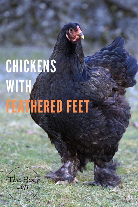 This is a list of the most popular chickens that have feathers on their feet. These breeds with feathered feet are fun chickens to raise and make excellent pet chickens and lay delicious eggs. #featheredfeet #chickens #breed #thehensloft Chicks Cute, Pet Chickens Breeds, Lavender Chicken, Barred Rock Chickens, Rare Chicken Breeds, Bantam Chicken Breeds, Chicken Tips, Funny Pet Costumes, Cute Animal Character