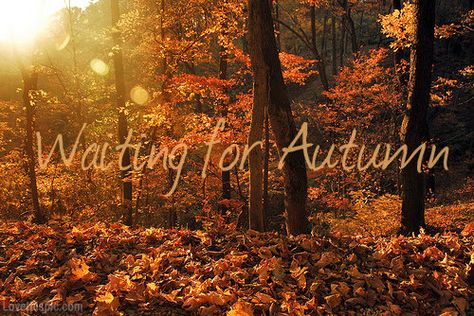 Waiting for autumn quotes outdoors sun trees autumn leaves orange Waiting For Autumn, October Country, Ready For Autumn, Fall Quotes, Earthly Delights, I Love Autumn, Autumn Love, Fall Stuff, Love Autumn