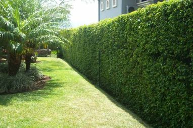 Tres plantas ideales para cercos verdes | Mundo Club House Pleached Trees, Laurel Hedge, Garden Hedges, Privacy Trees, Front Garden Landscape, Garden Entrance, Market Garden, Garden Maintenance, Side Yard