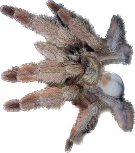 Aka Panama Blonde. Tarantula. Arboreal. Heres my adult female. Shes a stunner 🤩 Arboreal Tarantula, Vocaloid Funny, Cool Bugs, Arachnids, Spiders, Vocaloid, Panama, Bugs, Blonde