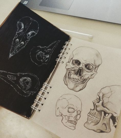 Sketchbook, sketch of skulls, bird skull, human skull, drawing reference Skull Sketchbook Page, Skull Drawing Reference, Human Skull Drawing, Drawing Training, Skull Human, Art Examples, Art Alevel, Gcse Art Sketchbook, Big Board