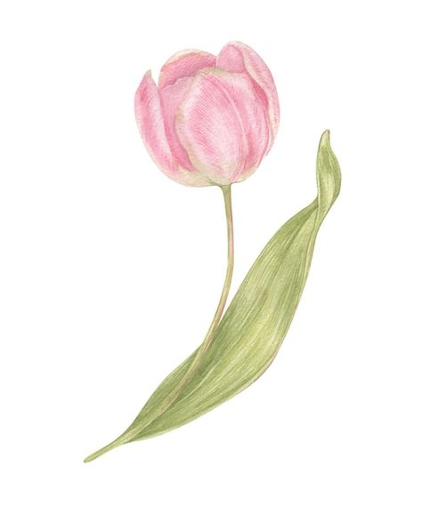 Watercolor hand drawn pink flowers tulip... | Premium Vector #Freepik #vector #watercolor-vintage #flower-art #floral-art #botanical Pink Tulip Watercolor, Pink Flower Illustration, Tulip Vector, Tulip Photos, Tulips Illustration, Tulips Vintage, Tulip Watercolor, Tulip Drawing, 2024 Wallpaper