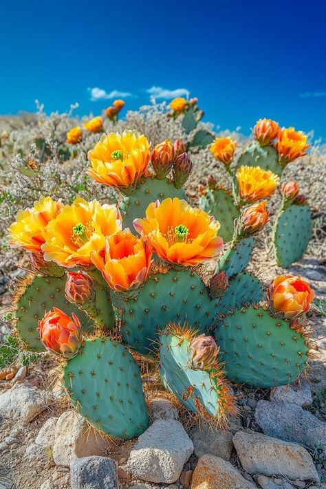 Opuntia Cactus, Flower Reference, Arizona Decor, Cactus Paintings, Cactus Water, Cactus Photography, Painting Birds, Indoor Cactus, Succulent Bonsai