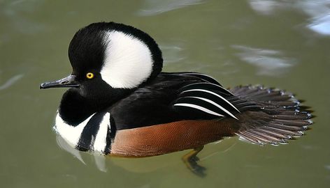 There are about 120 species of ducks around the world, each having their own unique characteristics. However, there ... Duck Photos, Duck Mounts, Duck Mount, Hooded Merganser, Duck Species, Canadian Animals, Decoy Carving, Arctic Tundra, Duck Photo