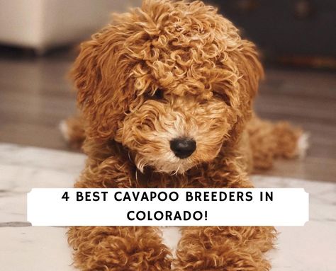 Cavapoo Breeders, Cavapoo Puppies, Choose The Right, The 4, Colorado, The Top, Puppies, Animals