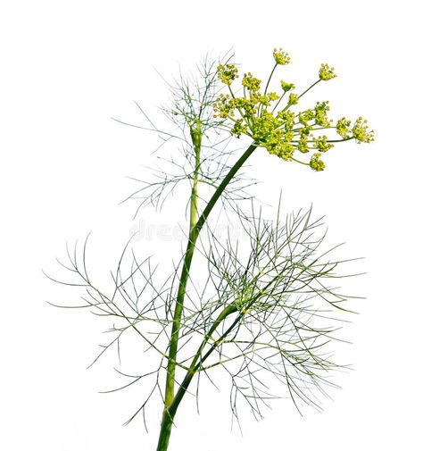 Dill Plant, August Wedding, Botanical Watercolor, Background White, Botanical Art, Painting Inspiration, Still Life, Stock Images Free, Lush