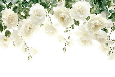 White rose border flower plant petal. | premium image by rawpixel.com / Chotika White Rose Border, White Flower Border, Hot Air Balloon Drawing, Balloon Drawing, Rose Border, Baby Boy Cards, Free Background Images, Rose Background, Rose Vines