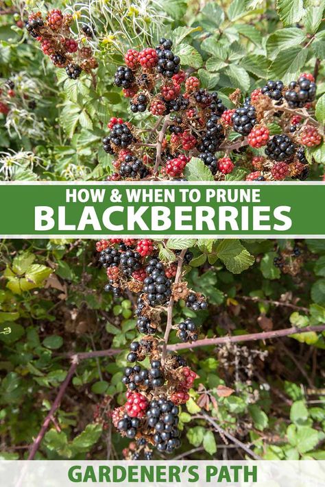 Blackberry Bushes Trellis, How To Trellis Blackberries, When To Prune Blackberry Bushes, Blackberry Bushes Care How To Grow, Trimming Blackberry Bushes, Prune Blackberry Bush, How To Prune Blackberries, Blackberry Pruning Tips, Blackberry Plant Care