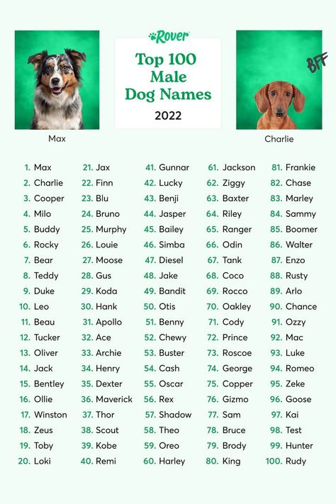 Male Dog Names Unique, French Dog Names, Pet Names For Dogs, Dogs Names List, Male Dog Names, Most Popular Dog Names, Popular Dog Names, Cute Puppy Names, Dog Names Unique