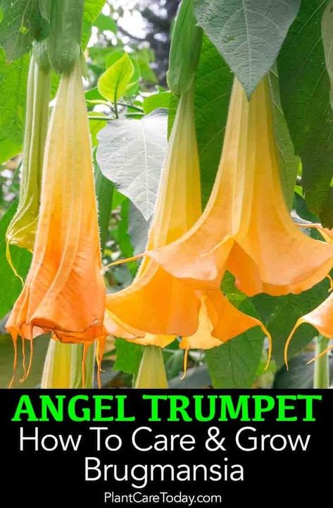 Angel Trumpet - Brugmansia, are hardy, vigorous plants, producing large, fragrant, pendent, trumpet shaped flowers 6 - 10 inches long. [LEARN MORE] Angel Trumpet Plant How To Grow, Angle Trumpet Plant, Angels Trumpet Flower, Brugmansia Plant, Trumpet Plant, Angel Trumpets, Angel Trumpet Plant, Trumpet Tree, Angels Trumpet