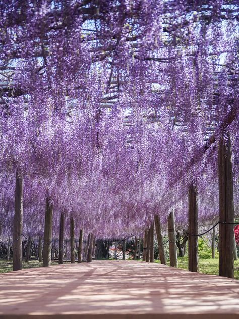 Experience the Magic of Wisteria at Fukuoka’s Kawachi Fujien » Hirameki Japan Wisteria Japan, Japan Wisteria, Iwakuni Japan, Wisteria Tunnel, Wisteria Garden, 2025 Manifestation, Tranquil Art, Floral Archway, 2025 Mood