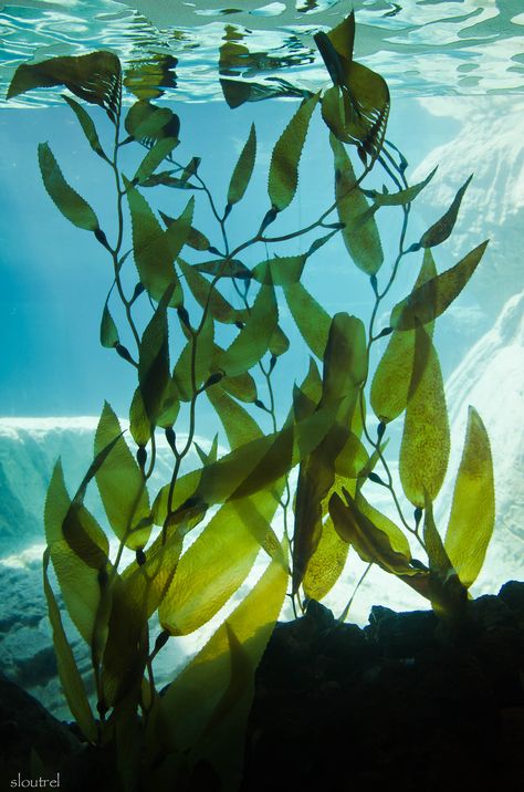 Seaweed Underwater Photography, Marine Plants Illustration, Underwater Plants Photography, Ocean Plants Underwater, Underwater Plants Art, Underwater Plants Aquarium, Underwater Ocean Photography, Underwater Art Reference, Deep Sea Plants